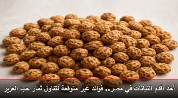 فوائد حب العزيز «لوز الأرض» 7 استخدامات مذهلة لخفض الكوليسترول ودعم المناعة