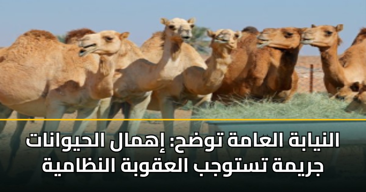 النيابة العامة توضح: إهمال الحيوانات جريمة تستوجب العقوبة النظامية 5 النيابة العامة توضح: إهمال الحيوانات جريمة تستوجب العقوبة النظامية