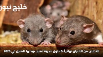 التخلص من الفئران نهائياً: 5 حلول مجربة تمنع عودتها للمنزل في 2025