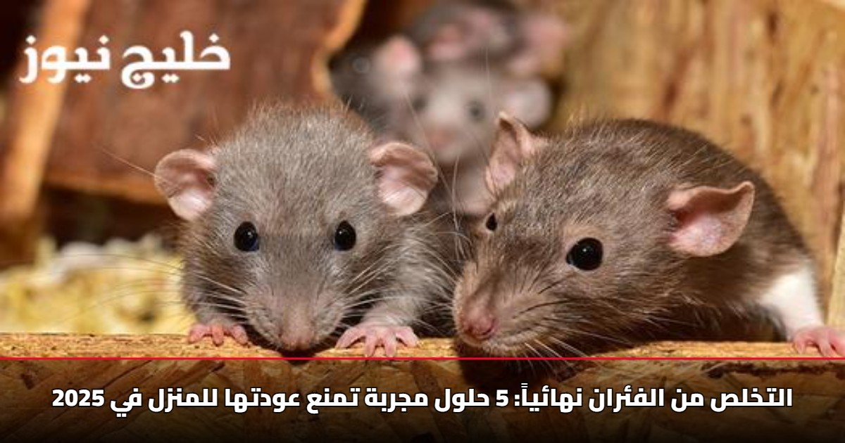 التخلص من الفئران نهائياً: 5 حلول مجربة تمنع عودتها للمنزل في 2025 5 التخلص من الفئران نهائياً: 5 حلول مجربة تمنع عودتها للمنزل في 2025