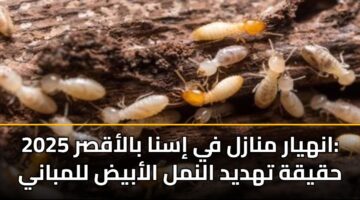 انهيار منازل في إسنا بالأقصر 2025: حقيقة تهديد النمل الأبيض للمباني