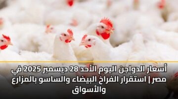 أسعار الدواجن اليوم الأحد 28 ديسمبر 2025 في مصر | استقرار الفراخ البيضاء والساسو بالمزارع والأسواق
