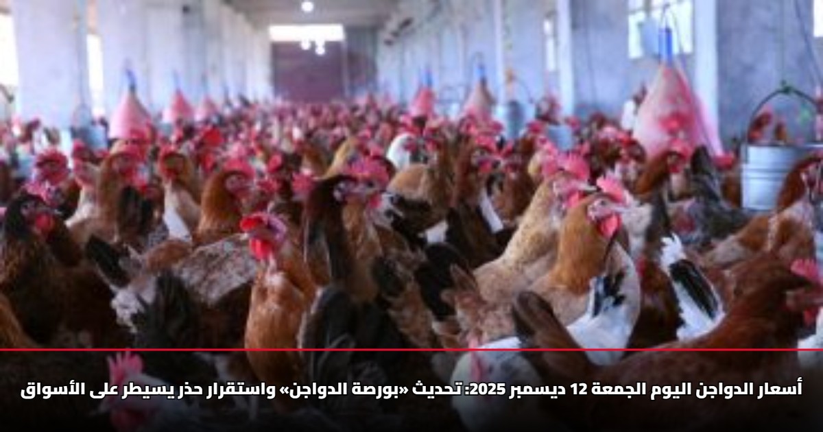 أسعار الدواجن اليوم الجمعة 12 ديسمبر 2025: تحديث «بورصة الدواجن» واستقرار حذر يسيطر على الأسواق 5 أسعار الدواجن اليوم الجمعة 12 ديسمبر 2025: تحديث «بورصة الدواجن» واستقرار حذر يسيطر على الأسواق