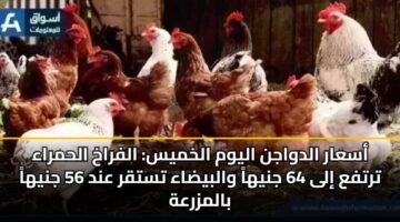 أسعار الدواجن اليوم الخميس: الفراخ الحمراء ترتفع إلى 64 جنيهاً والبيضاء تستقر عند 56 جنيهاً بالمزرعة