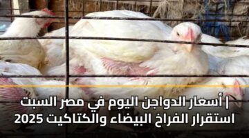أسعار الدواجن اليوم في مصر السبت | استقرار الفراخ البيضاء والكتاكيت 2025
