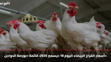 أسعار الفراخ البيضاء اليوم 10 ديسمبر 2025: قائمة «بورصة الدواجن»