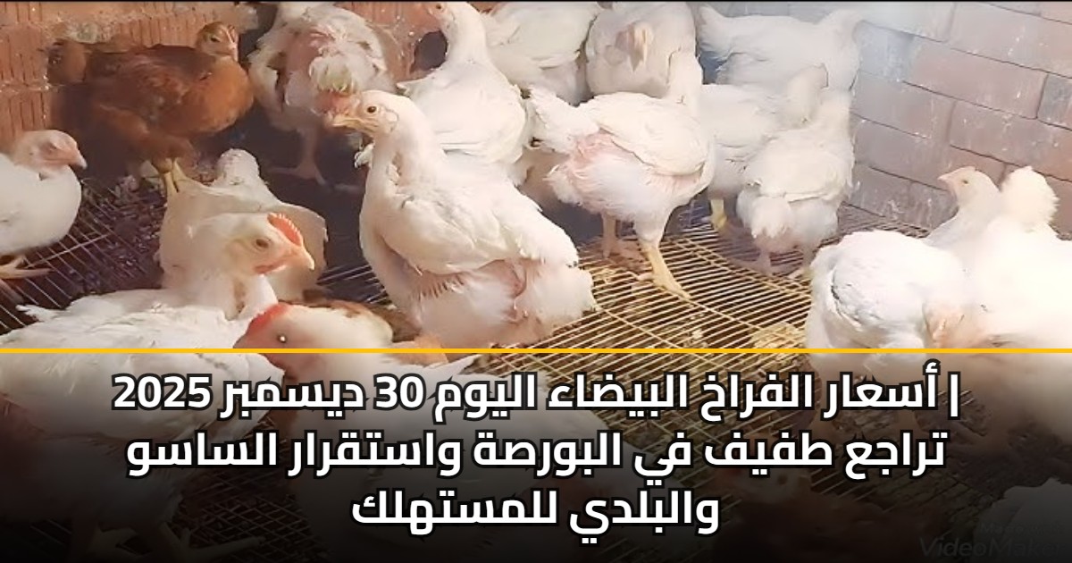 أسعار الفراخ البيضاء اليوم 30 ديسمبر 2025 | تراجع طفيف في البورصة واستقرار الساسو والبلدي للمستهلك