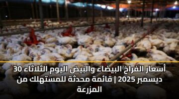 أسعار الفراخ البيضاء والبيض اليوم الثلاثاء 30 ديسمبر 2025 | قائمة محدثة للمستهلك من المزرعة