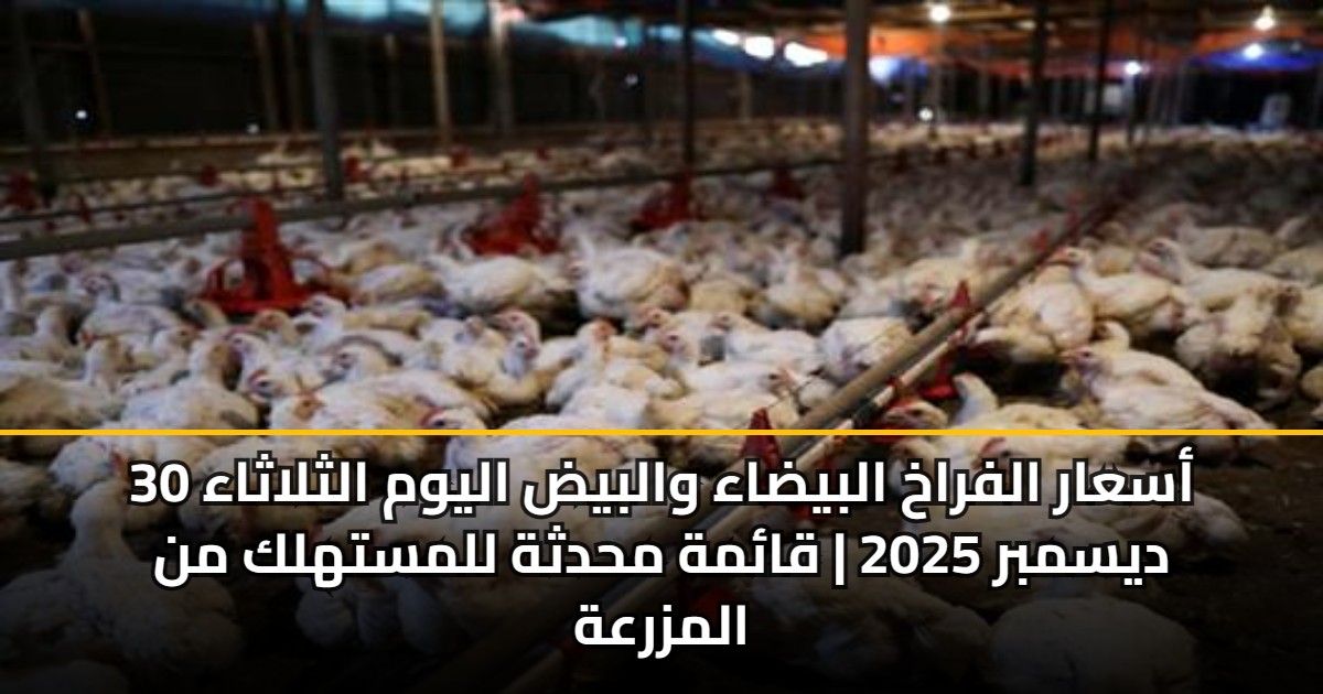 أسعار الفراخ البيضاء والبيض اليوم الثلاثاء 30 ديسمبر 2025 | قائمة محدثة للمستهلك من المزرعة 5 أسعار الفراخ البيضاء والبيض اليوم الثلاثاء 30 ديسمبر 2025 | قائمة محدثة للمستهلك من المزرعة