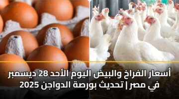 أسعار الفراخ والبيض اليوم الأحد 28 ديسمبر 2025 في مصر | تحديث بورصة الدواجن
