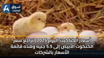أسعار الكتاكيت اليوم 2025 | تراجع سعر الكتكوت الأبيض إلى 5.5 جنيه وهذه قائمة الأسعار بالشركات
