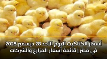 أسعار الكتاكيت اليوم الأحد 28 ديسمبر 2025 في مصر | قائمة أسعار المزارع والشركات