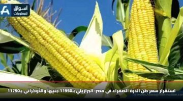 استقرار سعر طن الذرة الصفراء في مصر: البرازيلي بـ11950 جنيهاً والأوكراني بـ11750