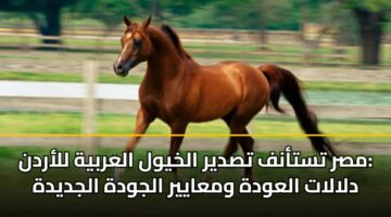 مصر تستأنف تصدير الخيول العربية للأردن: دلالات العودة ومعايير الجودة الجديدة