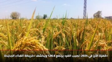 قفزة الأرز في 2024: نصيب الفرد يرتفع 36.6% ويكشف «خريطة الغذاء الجديدة»
