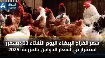 سعر الفراخ البيضاء اليوم الثلاثاء 23 ديسمبر 2025: استقرار في أسعار الدواجن بالمزرعة