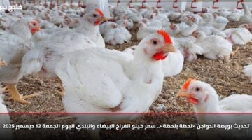 تحديث بورصة الدواجن «لحظة بلحظة».. سعر كيلو الفراخ البيضاء والبلدي اليوم الجمعة 12 ديسمبر 2025