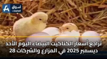 تراجع أسعار الكتاكيت البيضاء اليوم الأحد 28 ديسمبر 2025 في المزارع والشركات