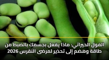 الفول الحيراتي: ماذا يفعل بجسمك بالضبط من طاقة وهضم إلى تحذير لمرضى النقرس 2026