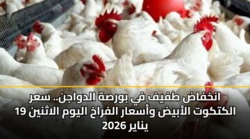 انخفاض طفيف في بورصة الدواجن.. سعر الكتكوت الأبيض وأسعار الفراخ اليوم الاثنين 19 يناير 2026