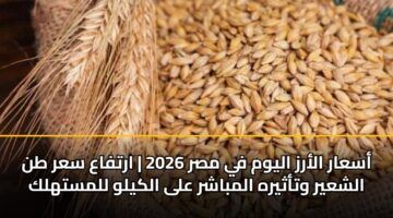 أسعار الأرز اليوم في مصر 2026 | ارتفاع سعر طن الشعير وتأثيره المباشر على الكيلو للمستهلك