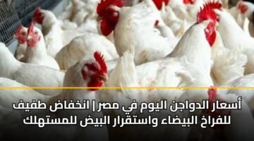 أسعار الدواجن اليوم في مصر | انخفاض طفيف للفراخ البيضاء واستقرار البيض للمستهلك