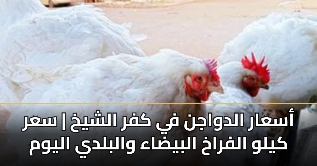 أسعار الدواجن في كفر الشيخ | سعر كيلو الفراخ البيضاء والبلدي اليوم