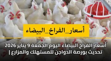 أسعار الفراخ البيضاء اليوم الجمعة 9 يناير 2026 | تحديث بورصة الدواجن للمستهلك والمزارع