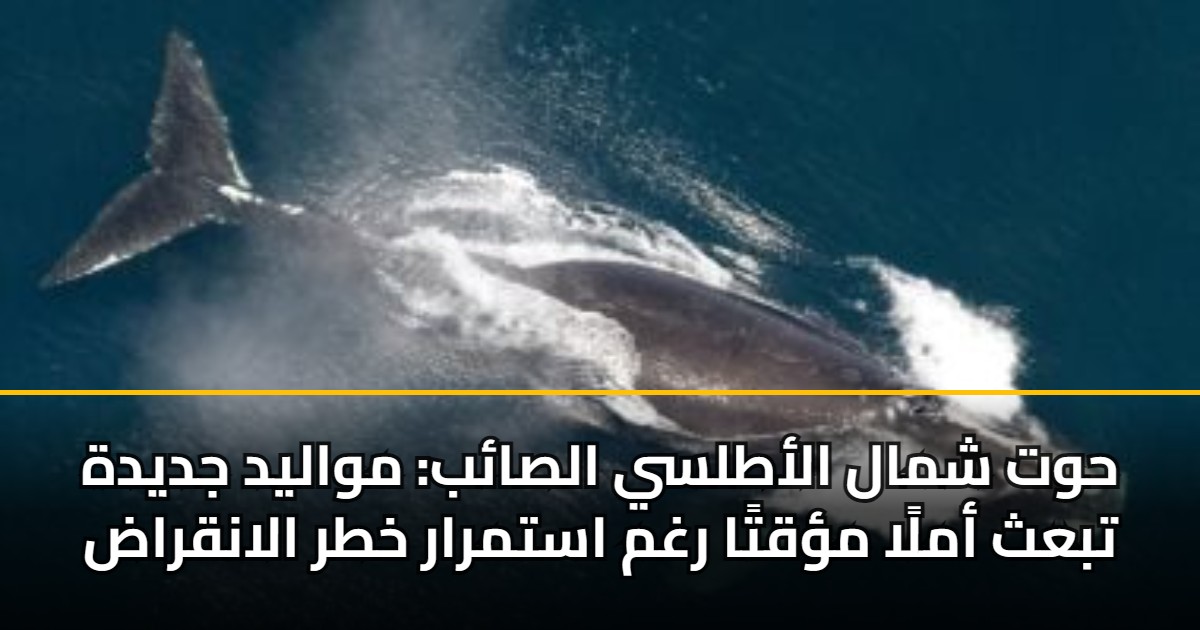 حوت شمال الأطلسي الصائب: مواليد جديدة تبعث أملًا مؤقتًا رغم استمرار خطر الانقراض 5 حوت شمال الأطلسي الصائب: مواليد جديدة تبعث أملًا مؤقتًا رغم استمرار خطر الانقراض