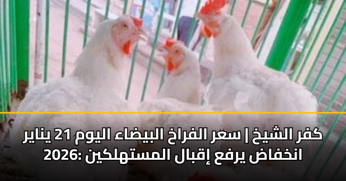 كفر الشيخ | سعر الفراخ البيضاء اليوم 21 يناير 2026: انخفاض يرفع إقبال المستهلكين 5 كفر الشيخ | سعر الفراخ البيضاء اليوم 21 يناير 2026: انخفاض يرفع إقبال المستهلكين