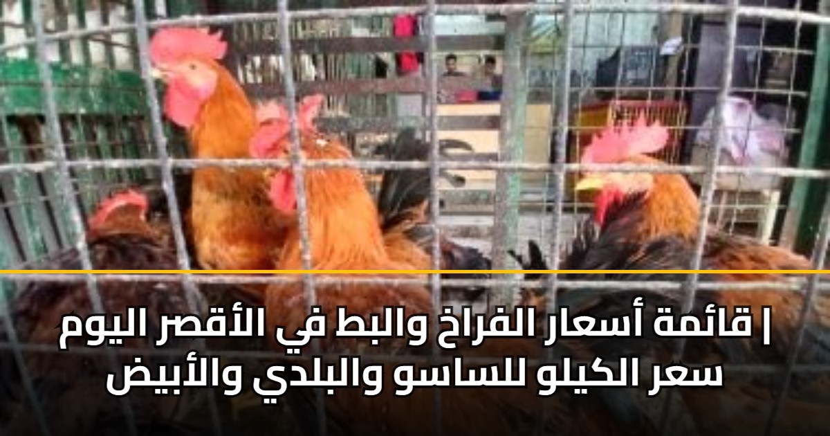 قائمة أسعار الفراخ والبط في الأقصر اليوم | سعر الكيلو للساسو والبلدي والأبيض