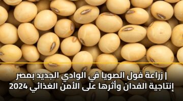 زراعة فول الصويا في الوادي الجديد بمصر | إنتاجية الفدان وأثرها على الأمن الغذائي 2024