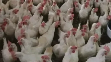 أسعار الدواجن تسجل تراجعاً إلى 85 جنيهاً للكيلو «وتوقعات رسمية بانخفاض 10%»