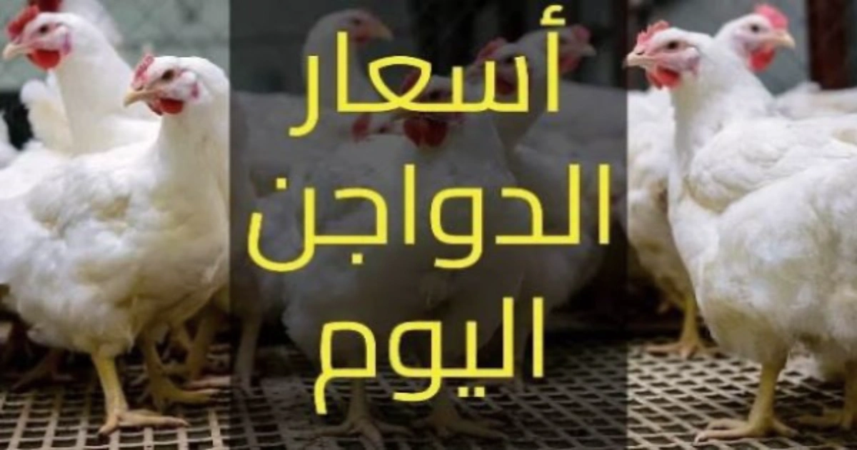 أسعار الدواجن والبيض في مصر اليوم: استقرار عند 150 جنيهاً لكرتونة البيض البلدي