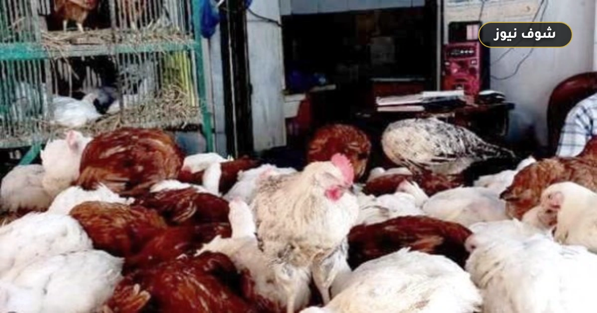 هبوط أسعار الدواجن 26 جنيها يخفف تكلفة الفراخ والبيض للمستهلك اليوم 5 هبوط أسعار الدواجن 26 جنيها يخفف تكلفة الفراخ والبيض للمستهلك اليوم