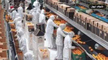 صادرات الأغذية المصرية تسجل 2.4 مليار دولار وتستحوذ على 15 سوقاً
