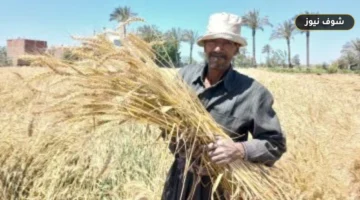 واردات مصر من القمح تقفز لمليار و65 مليون دولار بالربع الأول | فاتورة الأمن الغذائي
