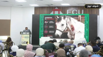 بمشاركة أكاديمية واسعة.. انطلاق المؤتمر الرابع لطب الخيول بالجامعة المصرية الصينية لبحث تقنيات الطب التجديدي