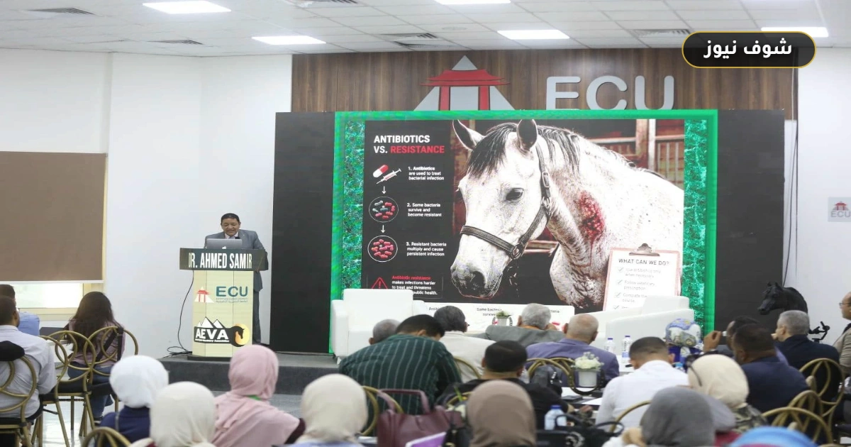 بمشاركة أكاديمية واسعة.. انطلاق المؤتمر الرابع لطب الخيول بالجامعة المصرية الصينية لبحث تقنيات الطب التجديدي