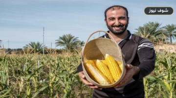 العراق يصرف 500 مليار دينار من مستحقات المزارعين خلال سبتمبر لتسوية ديون الحنطة