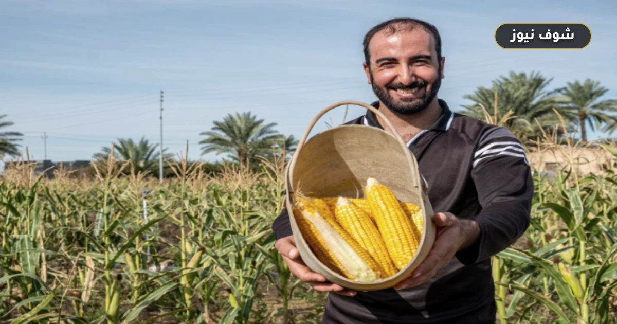 العراق يصرف 500 مليار دينار من مستحقات المزارعين خلال سبتمبر لتسوية ديون الحنطة 5 العراق يصرف 500 مليار دينار من مستحقات المزارعين خلال سبتمبر لتسوية ديون الحنطة