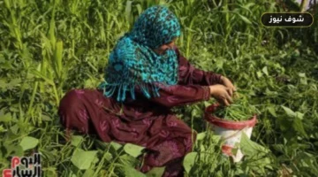 المركز السادس وليس الصدارة: الفاصوليا المصرية تسجل 136 ألف طن صادرات في 2026