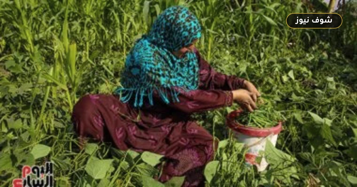 المركز السادس وليس الصدارة: الفاصوليا المصرية تسجل 136 ألف طن صادرات في 2026