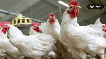أسعار الفراخ والبيض في الشرقية اليوم الخميس 3 سبتمبر 2026: فارق السعر بين المزرعة والأسواق