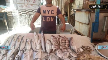 أسعار اللحوم والأسماك والدواجن في أسواق الإسكندرية بالتفاصيل الكاملة