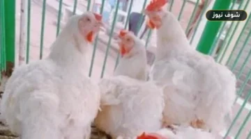 أسعار بورصة الدواجن والكتاكيت اليوم.. فارق التنفيذ الفعلي والبلدي يتصدر بـ 125.5 جنيه