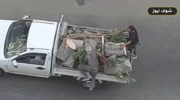 ضبط 4 أشخاص بتهمة قطع أشجار مسار ترام الرمل في الإسكندرية لبيعها لتجار الفحم