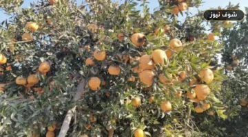 إدارة الأشجار المثمرة بعد الحصاد لضمان إنتاجية الموسم المقبل