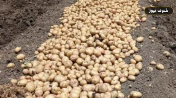 خريطة زراعة البطاطس في مصر وتصدر النوبارية والبحيرة لقائمة الإنتاج