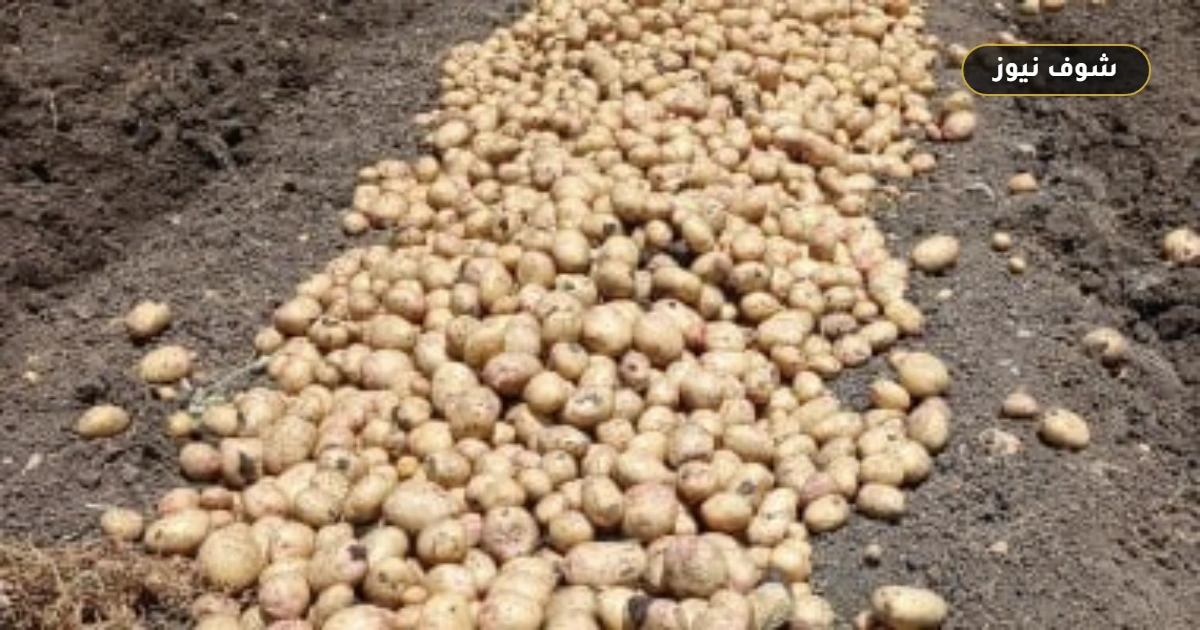 خريطة زراعة البطاطس في مصر وتصدر النوبارية والبحيرة لقائمة الإنتاج 5 خريطة زراعة البطاطس في مصر وتصدر النوبارية والبحيرة لقائمة الإنتاج
